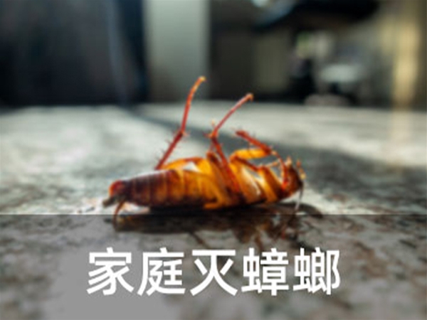 家庭滅蟑螂