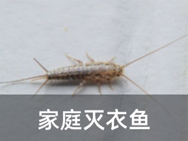 家庭滅衣魚