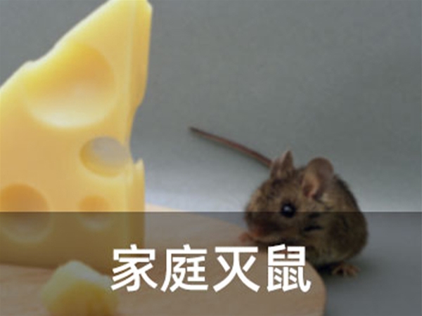 家庭滅鼠