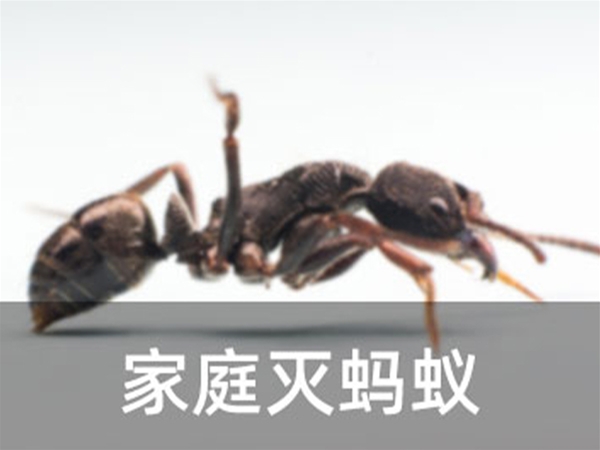 家庭滅螞蟻